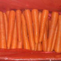 New Harvest Good Quality of Fresh Carrot