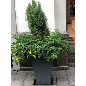 Big Cement Flower Square Outdoor Pots