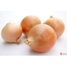 2016 Round Yellow Fresh Onion For Sale