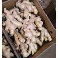 Top Quality of Chinese Fresh Ginger (250 gram and up)