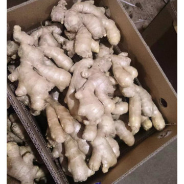 Top Quality of Chinese Fresh Ginger (250 gram and up)