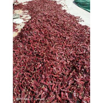 High Quality Sweet Paprika for Mexico and USA