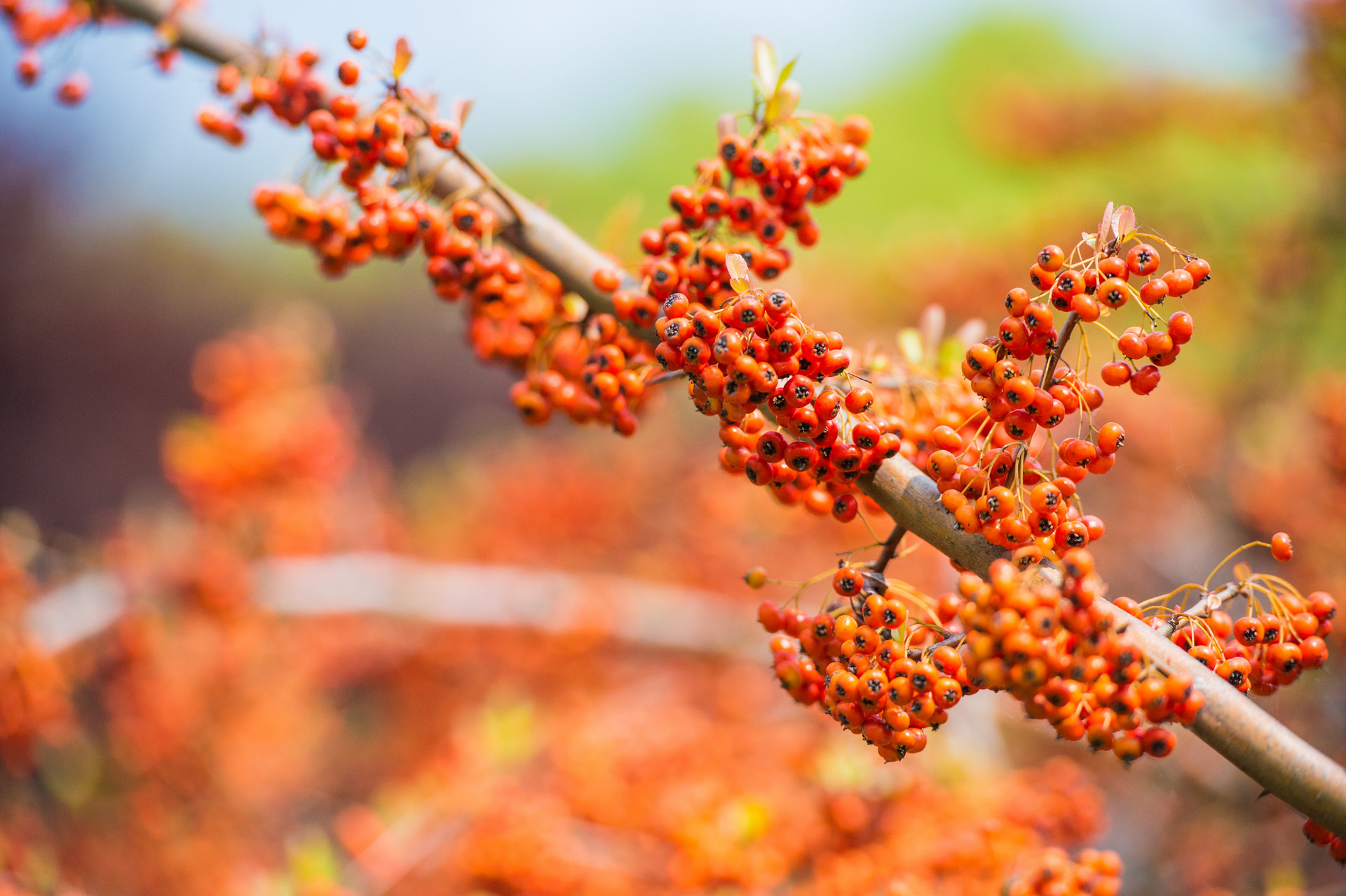 Seabuckthorn Seabuckthorn