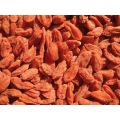 Goji Berry New Crop