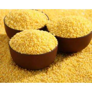 Millet chinês, painço amarelo, nutrição do estômago, terapia dietética