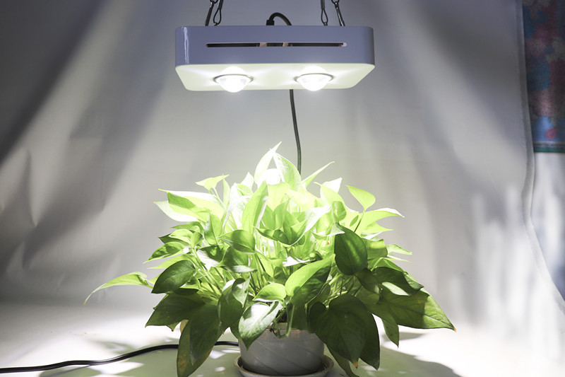 cob grow lights