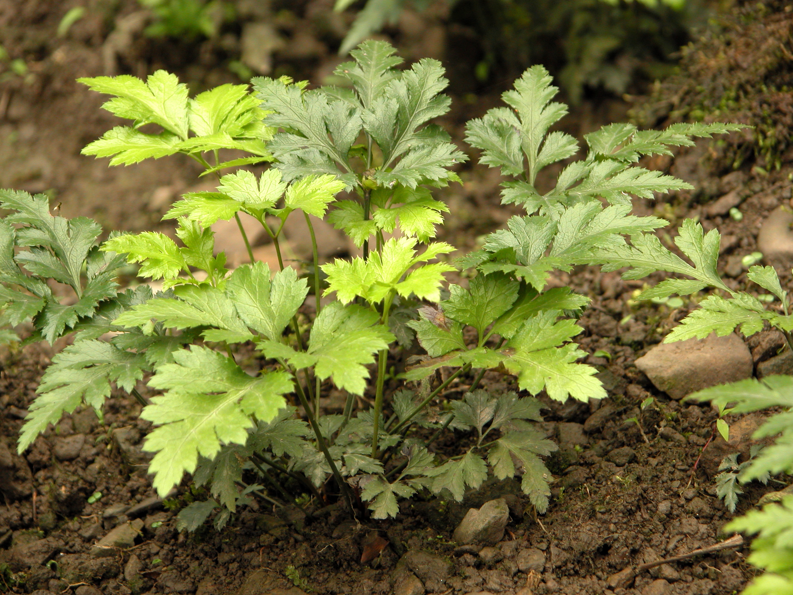 Berberine Berberine