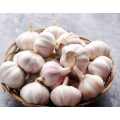 Chines Cold Storage New Purple Garlic