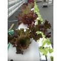 Tubo de PVC Hydroponic Food Grade