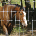 cerca galvanizada en caliente del campo de la cerca de la granja de los ciervos