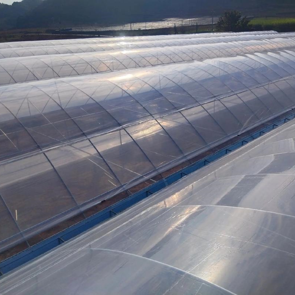 Single Greenhouse For Seedling Raising Single Greenhouse For Seedling Raising