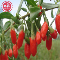 Sun dried goji berries with 18 amino acids