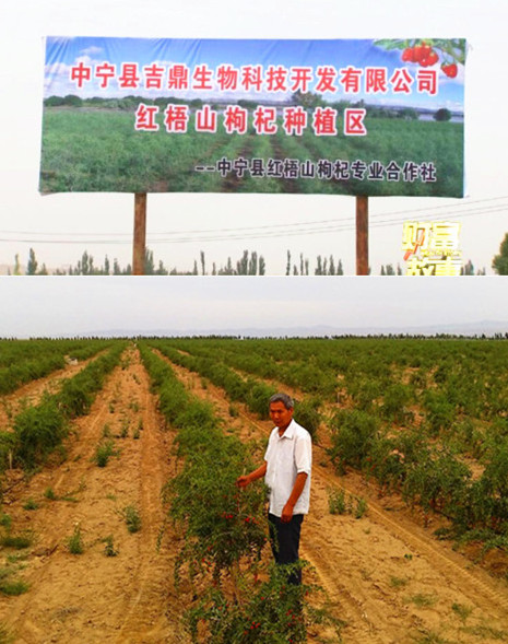 Goji berry planting farm-Zhongning Jiding Bio Science