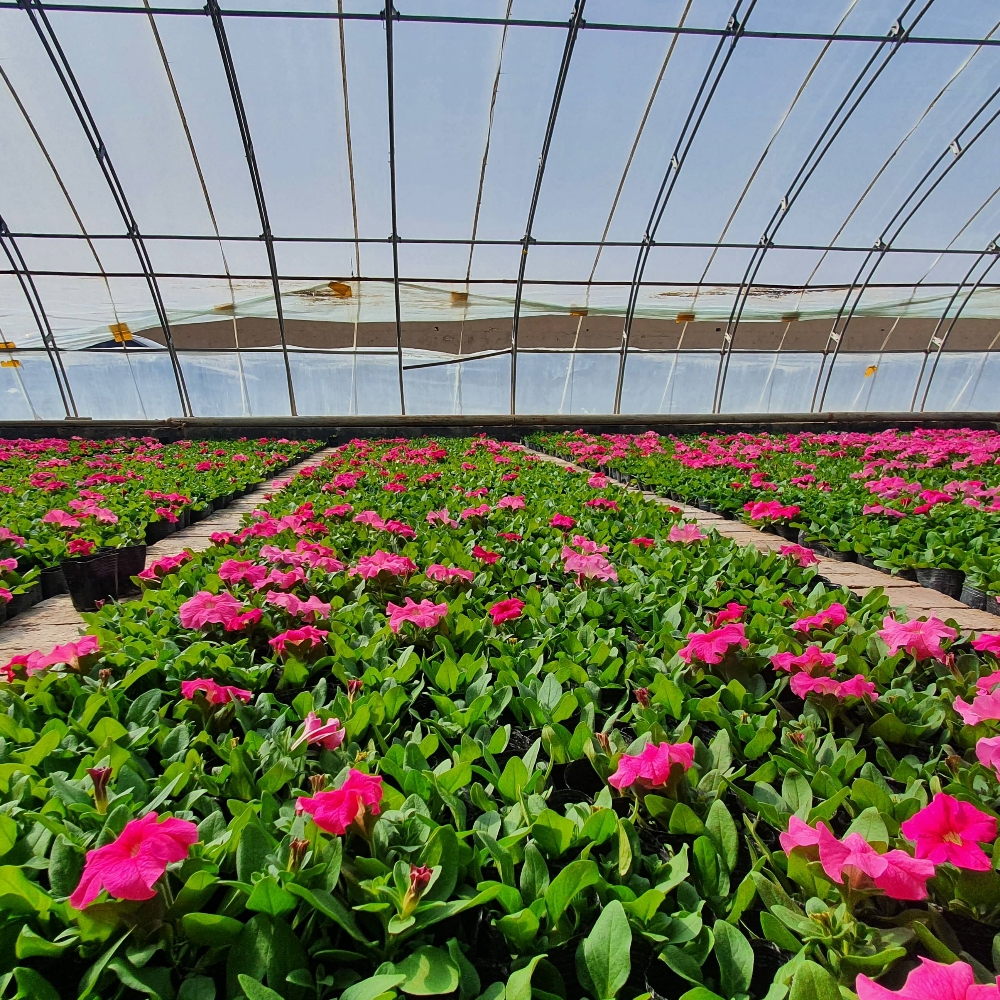 Single Greenhouse for Flower Planting Single Greenhouse for Flower Planting