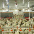 Equipo automático de aves de corral para la administración parental de pollos de engorde