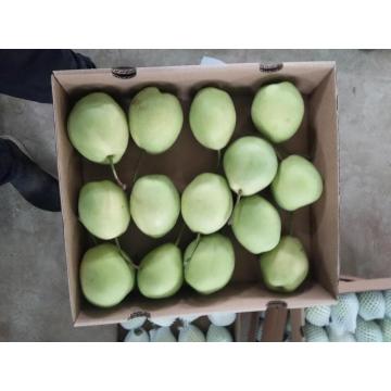 Shandong pear for Middle east