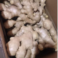 Top Quality of Chinese Fresh Ginger (250 gram and up)