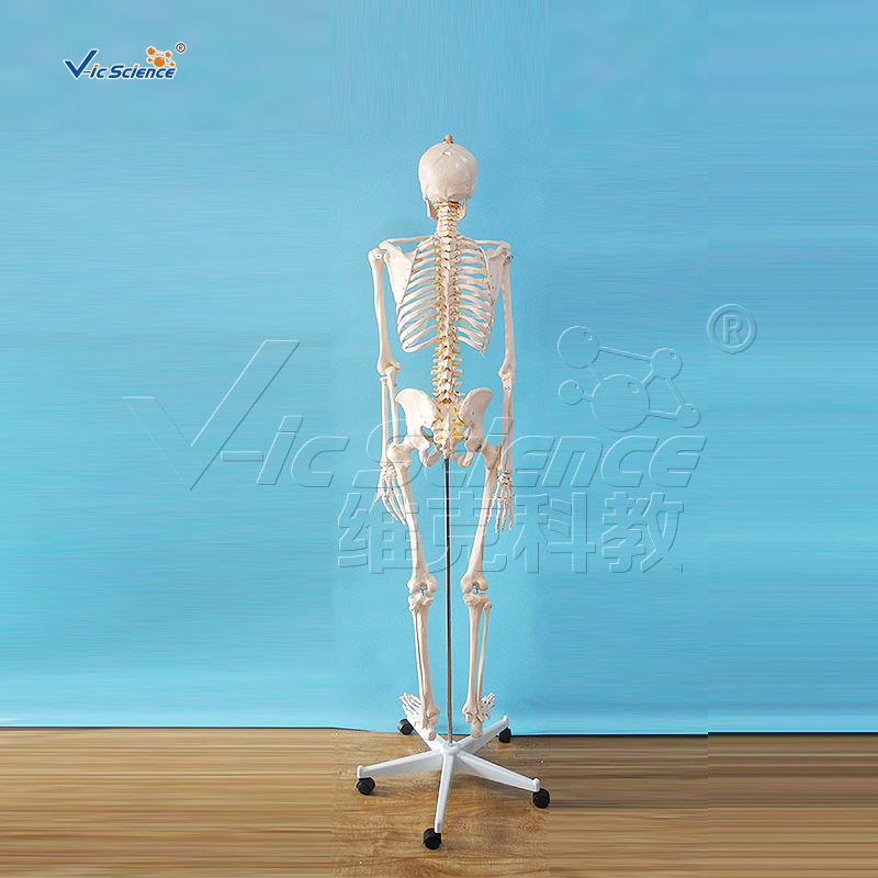 skeleton model