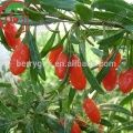 Chinesische Goji Beeren / Lycium Beere / Sun Getrocknet