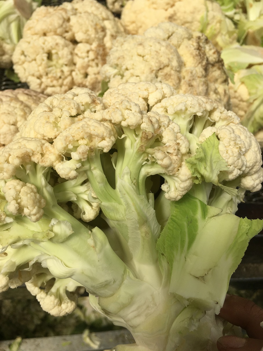 Air-dried White Cauliflower