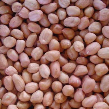 Grains de céréales de première qualité à la peau rouge