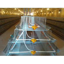 Cages de batterie pour poules pondeuses