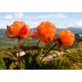 Cloudberry fruit extract powder