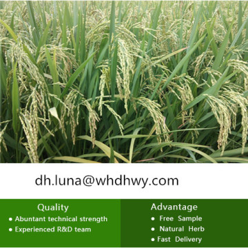 Hot Pesticide Herbicides Flufenacet 95% Tc 60% Wdg