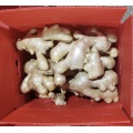 Air Dried Ginger to Russia Market