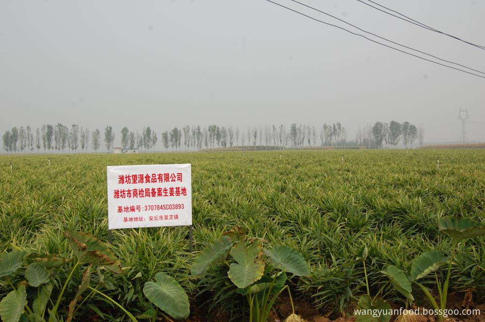 Shandong Fresh Ginger