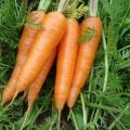 Export Standard Fresh Carrot