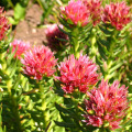 Rhodiola rosea-Extrakt, Salidrosid, Rhodiolossid