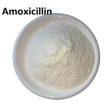 breastfeeding amoxicillin and clavulanate powder for dogs
