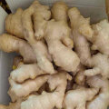 Top Quality of Fresh Air Dry Ginger for Europ