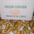 Top Quality of Chinese Fresh Ginger