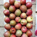 Frischer guter Qualitäts-köstlicher Qinguan-Apfel