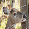 heavy galvanized high strength cattle deer wild fence