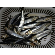 north sardine for bait