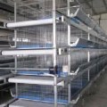 H Type pullet Equipment