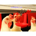 High Quality Equipment in Poultry House with Prefabricated House Construction in Low Price