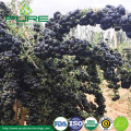 Tibetan Organic Black Wolfberry Bulk Sale