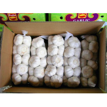 Fresh Chinese White Garlic Supplier 5-6cm up