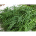 Fennel Extract Powder