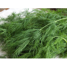 Fennel Extract Powder