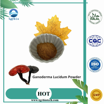 Ganoderma extrait polysaccharide ganoderma lucidum poudre