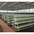 NFT Hydroponic Growing Gully für Gewächshaus