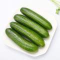 Vegetable Cucumber on sale