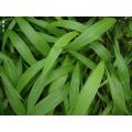 Hot Sale Factory Supply directement 100% naturel Lophatherum Herb PE