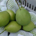 Green Color of New Crop Shandong Pear