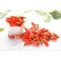 High Quality Goji Berry Extract 60%Polysaccharides